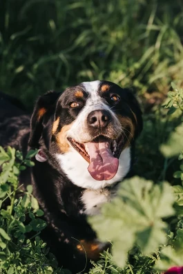 Weingärtnerei Bader
