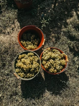 Weingärtnerei Bader