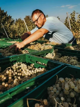 Weingärtnerei Bader